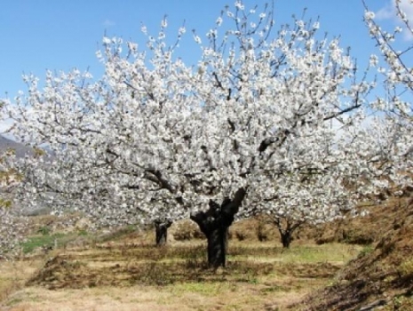 Fotomural Almendro En Flor Cielo Azul naturaleza